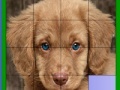 Oyunu Blue eyed dog slide puzzle