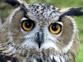 Oyunu Owl