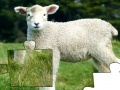Oyunu Jigsaw: Lamb